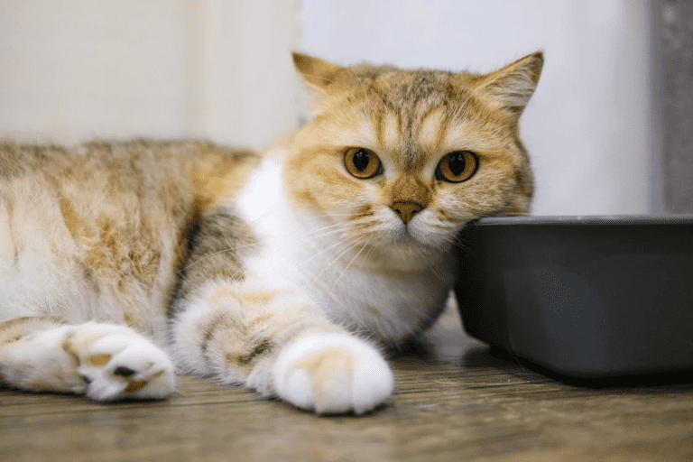 How to Clean a Cat’s Bum After Diarrhea Pro Tips and Tricks Creature