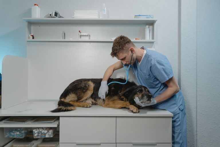 how-to-stop-dog-pooping-at-night-foolproof-strategies-creature-clinic