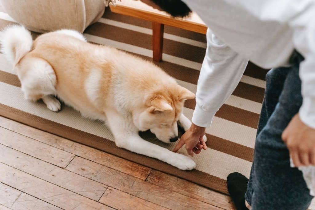 how-to-stop-dog-pooping-at-night-foolproof-strategies-creature-clinic