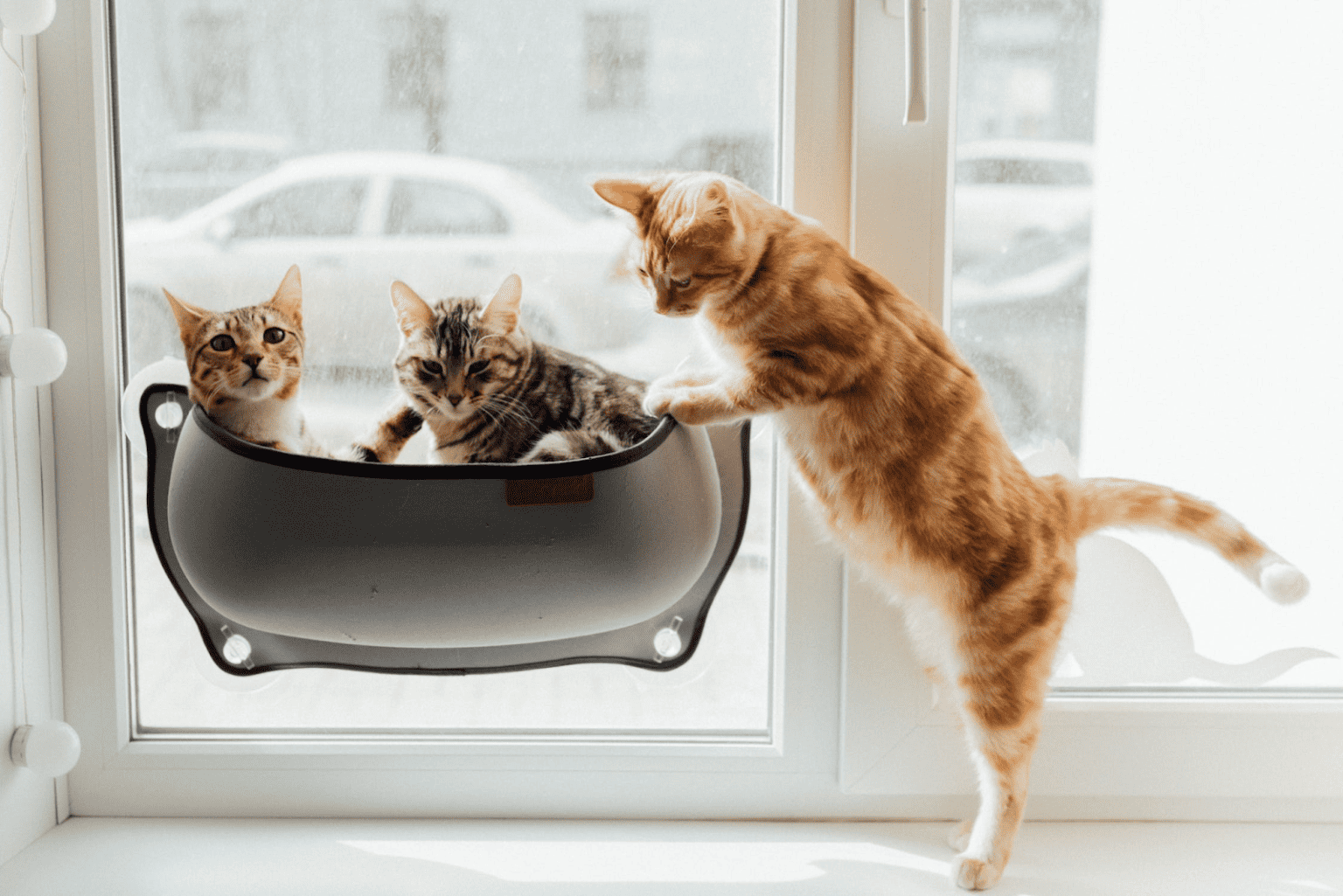 Cat Hasn't Used Litter Box at Claudine Murray blog