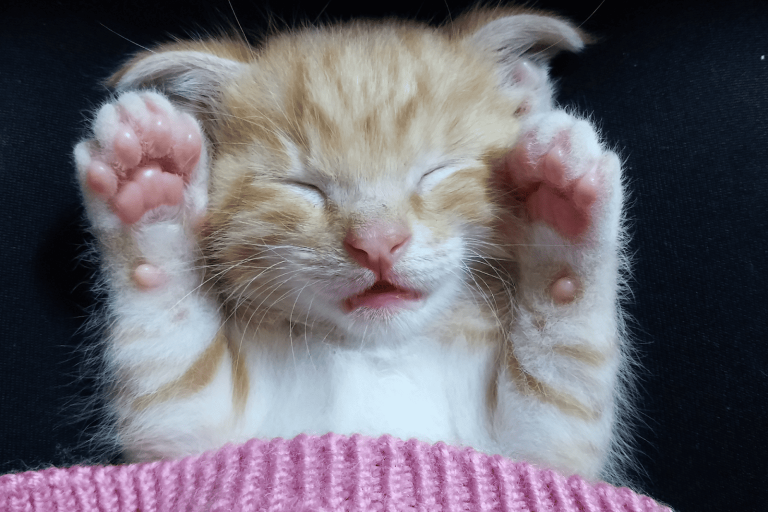 Picture of Cat Paw Pad Peeling Cause, Symptoms & Treatment Options - Creature Clinic