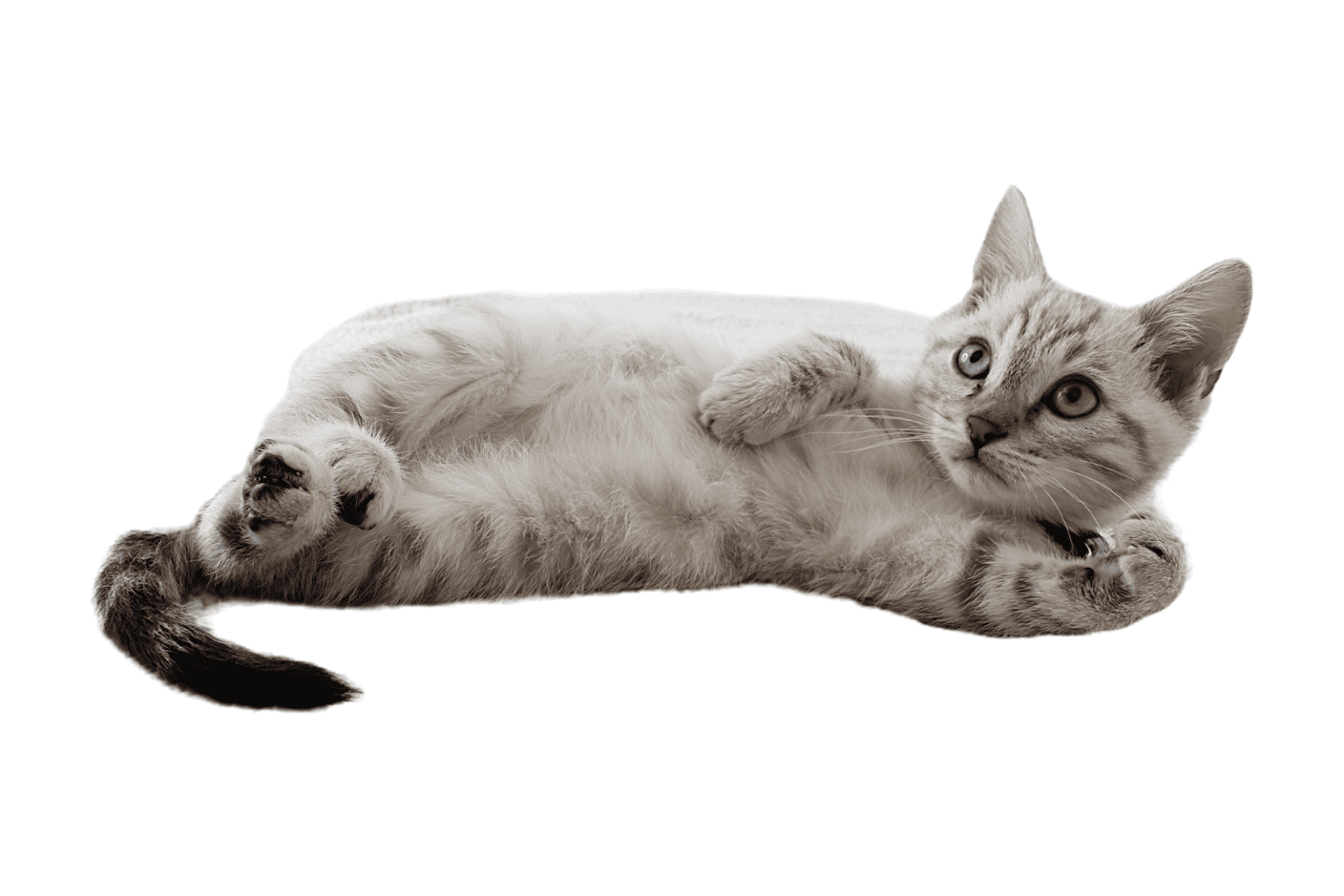 Cat Paw Pad Peeling Cause, Symptoms & Treatment Options - Creature Clinic - Cat Flea Embed On Paw Pad Remedy