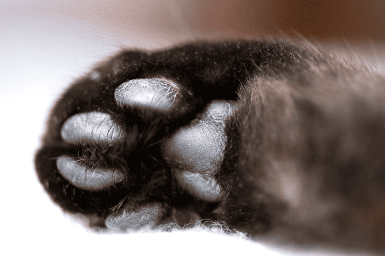 View of Cat Paw Pad Peeling Cause, Symptoms & Treatment Options - Creature Clinic